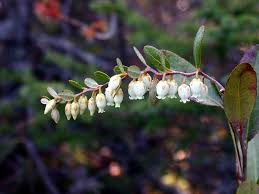 Attēlu rezultāti vaicājumam “Chamaedaphne calyculata”