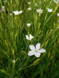 Attēlu rezultāti vaicājumam “Dianthus deltoides bud”