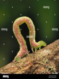 Attēlu rezultāti vaicājumam “Dysstroma truncata”