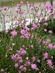 Image result for Lychnis flos-cuculi