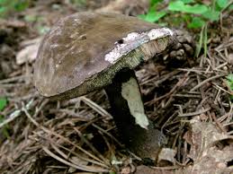 Attēlu rezultāti vaicājumam “Porphyrellus porphyrosporus”