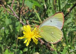 Attēlu rezultāti vaicājumam “Colias palaeno male”