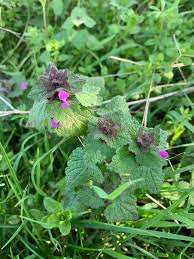 Attēlu rezultāti vaicājumam “Lamium purpureum flower”