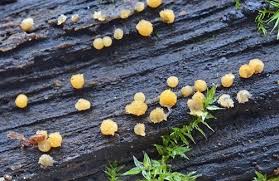 Attēlu rezultāti vaicājumam “Bactridium flavum”