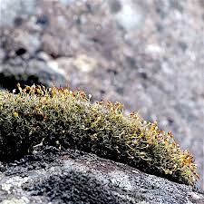 Attēlu rezultāti vaicājumam “Grimmia muehlenbeckii”