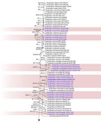 Attēlu rezultāti vaicājumam “Ochropsora ariae spores”