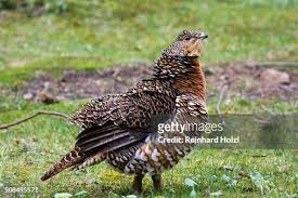 Attēlu rezultāti vaicājumam “Tetrao urogallus female”