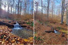 Attēlu rezultāti vaicājumam “Potamophylax”