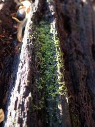 Attēlu rezultāti vaicājumam “Lophocolea heterophylla”