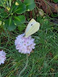Attēlu rezultāti vaicājumam “Pieris rapae male”