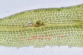 Attēlu rezultāti vaicājumam “Rhabdoweisia fugax”