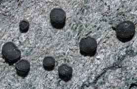 Attēlu rezultāti vaicājumam “Porpidia macrocarpa”