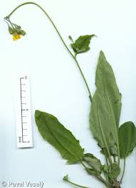 Attēlu rezultāti vaicājumam “Hieracium murorum bud”