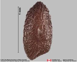 Attēlu rezultāti vaicājumam “Plantago major subsp. intermedia”