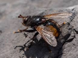 Attēlu rezultāti vaicājumam “Tachinidae”