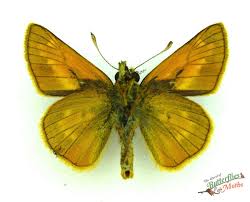 Attēlu rezultāti vaicājumam “Ochlodes sylvanus female”