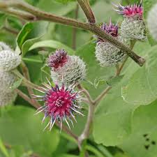 Attēlu rezultāti vaicājumam “Arctium tomentosum”