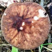 Attēlu rezultāti vaicājumam “Pluteus umbrosus”