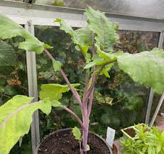 Image result for Taunton Deane