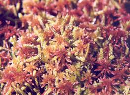 Attēlu rezultāti vaicājumam “Paludella squarrosa”