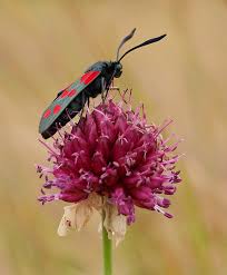 Attēlu rezultāti vaicājumam “Zygaena sp.”
