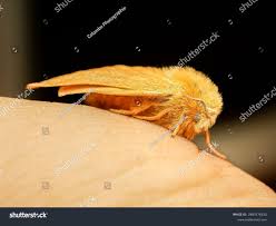 Attēlu rezultāti vaicājumam “Hepialus humuli”