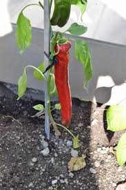 Afbeeldingsresultaat voor aconcagua sweet pepper