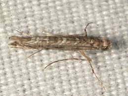 Attēlu rezultāti vaicājumam “Gracillaria syringella imago”