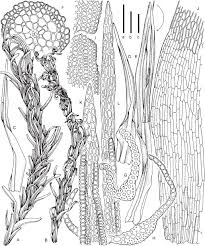 Attēlu rezultāti vaicājumam “Oxystegus tenuirostris”