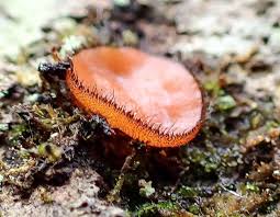 Attēlu rezultāti vaicājumam “Tubifera montana young”