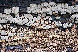 Attēlu rezultāti vaicājumam “Xylobolus frustulatus”