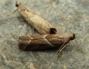 Attēlu rezultāti vaicājumam “Nyctegretis lineana”