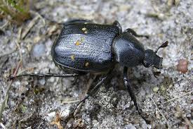 Attēlu rezultāti vaicājumam “Gnorimus variabilis”