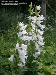 Attēlu rezultāti vaicājumam “Campanula latifolia flower”