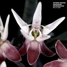 Attēlu rezultāti vaicājumam “Asclepiadaceae”