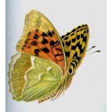 Attēlu rezultāti vaicājumam “Argynnis paphia larva”