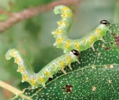 Attēlu rezultāti vaicājumam “Pristiphora maesta larva”