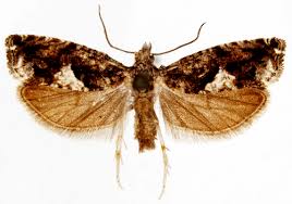 Attēlu rezultāti vaicājumam “Epinotia immundana”