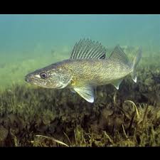 Image result for Sander canadensis