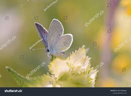 Attēlu rezultāti vaicājumam “Cupido minimus”