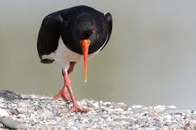 Attēlu rezultāti vaicājumam “Haematopus ostralegus adult”