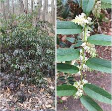 Attēlu rezultāti vaicājumam “Lycogala maculatum sessile”