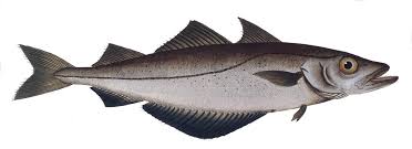 Image result for Pollachius pollachius