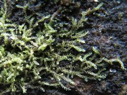 Attēlu rezultāti vaicājumam “Cephalozia catenulata”