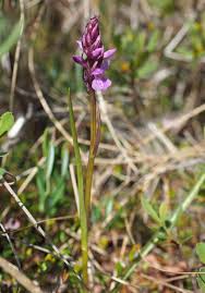 Attēlu rezultāti vaicājumam “Dactylorhiza cruenta leaf”