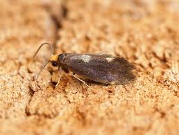 Attēlu rezultāti vaicājumam “Incurvaria oehlmanniella”