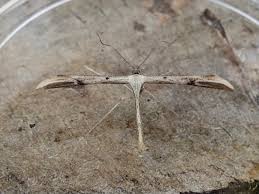 Attēlu rezultāti vaicājumam “Adaina microdactyla”