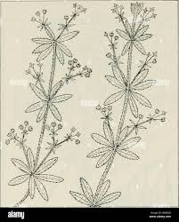 Attēlu rezultāti vaicājumam “Galium aparine leaf”