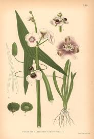 Attēlu rezultāti vaicājumam “Sagittaria sagittifolia flower”