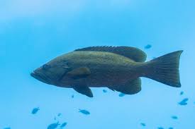 Image result for Mycteroperca olfax